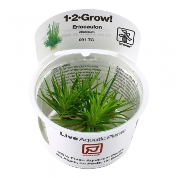 Eriocaulon cinereum - Seeigelpflanze 1-2-Grow!